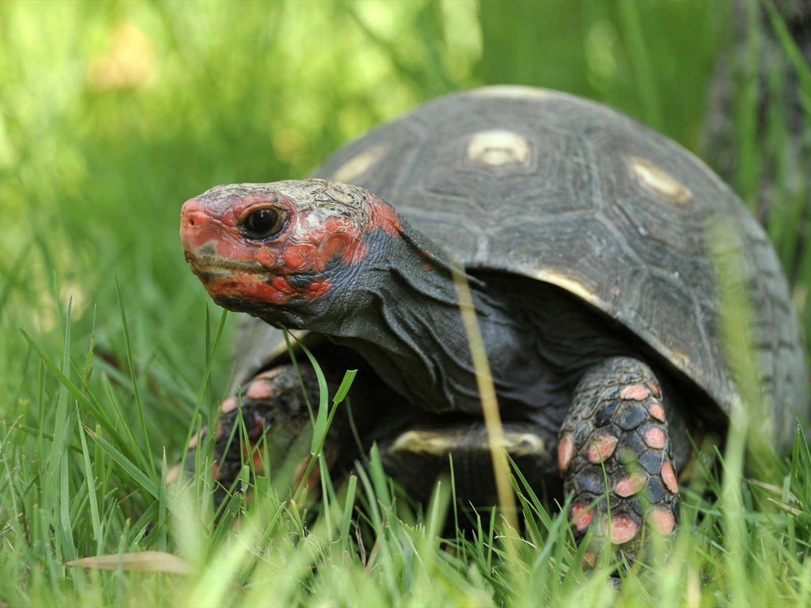 A Cupulatta : La cité des tortues